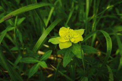 <i>Euphorbia verrucosa</i>