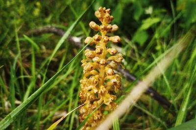 <i>Neottia nidus-avis</i>