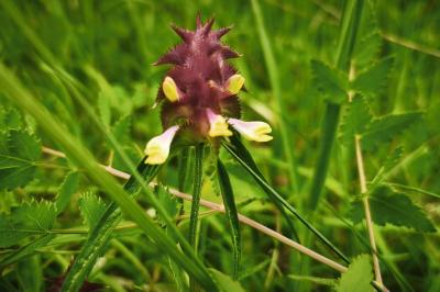 <i>Melampyrum cristatum</i>