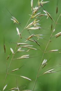 <i>Avenula pubescens</i>