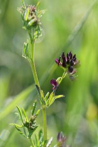 <i>Medicago sativa</i>