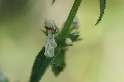<i>Stachys recta</i>