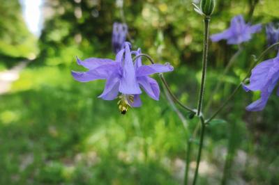 <i>Aquilegia vulgaris</i>