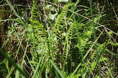 Blechnaceae