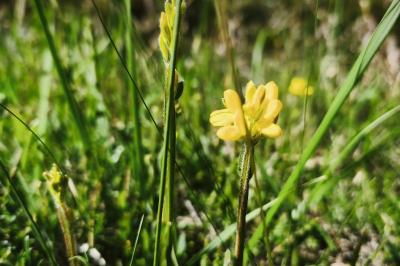 <i>Genista sagittalis</i>