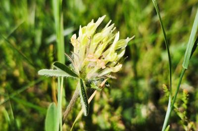 <i>Trifolium ochroleucon</i>