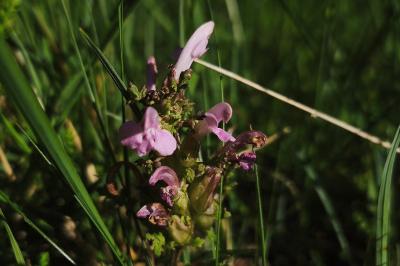 <i>Pedicularis sylvatica</i>