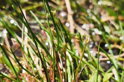 <i>Littorella uniflora</i>