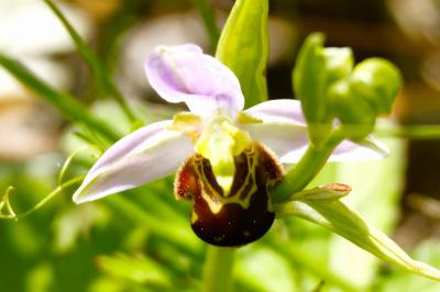 <i>Ophrys apifera</i>