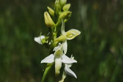 <i>Platanthera bifolia</i>