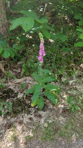 <i>Digitalis purpurea</i>