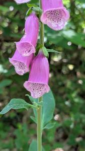 <i>Digitalis purpurea</i>