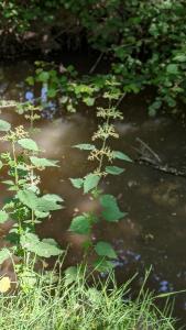 <i>Urtica dioica</i>
