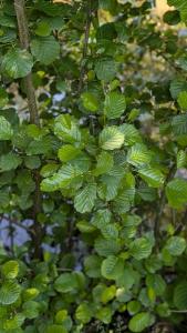 <i>Alnus glutinosa</i>