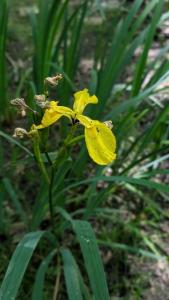 <i>Iris pseudacorus</i>