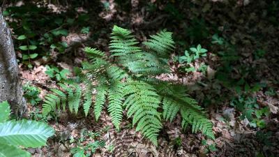 <i>Pteridium aquilinum</i>