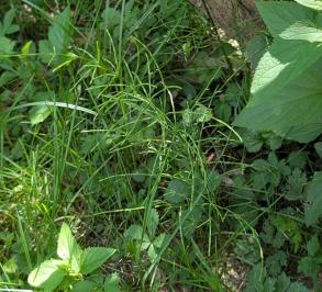 <i>Equisetum arvense</i>