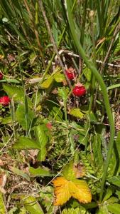 <i>Fragaria vesca</i>