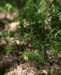 <i>Melampyrum pratense</i>