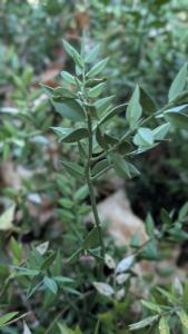 <i>Ruscus aculeatus</i>