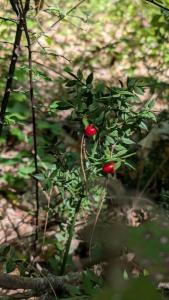 <i>Ruscus aculeatus</i>