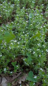 <i>Sherardia arvensis</i>