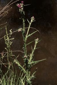 <i>Cirsium palustre</i>