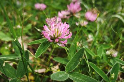 <i>Trifolium medium</i>
