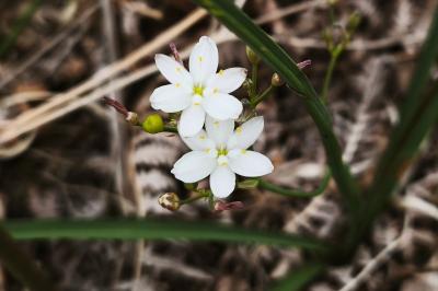 <i>Simethis mattiazzii</i>