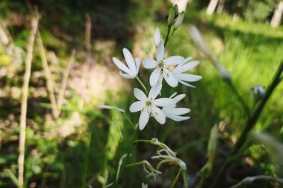 <i>Anthericum liliago</i>