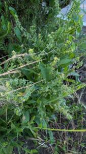 <i>Cynoglossum officinale</i>