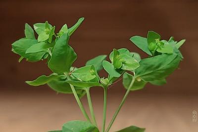 <i>Euphorbia peplus</i>