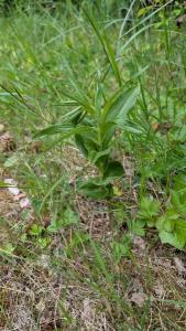 <i>Epipactis</i>