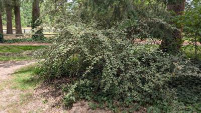 <i>Cotoneaster franchetii</i>