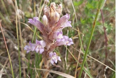 <i>Phelipanche arenaria</i>