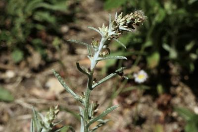 <i>Gamochaeta antillana</i>