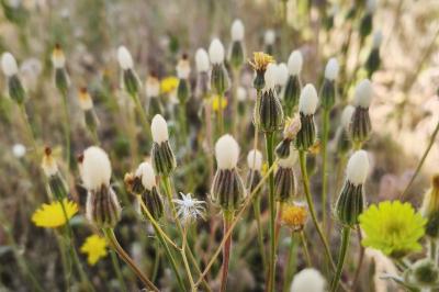 <i>Crepis foetida subsp. rhoeadifolia</i>