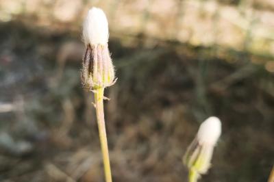 <i>Crepis foetida subsp. rhoeadifolia</i>