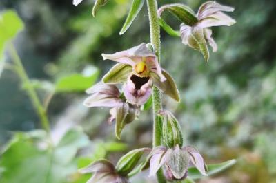 <i>Epipactis helleborine</i>