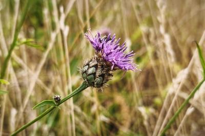 <i>Centaurea scabiosa</i>