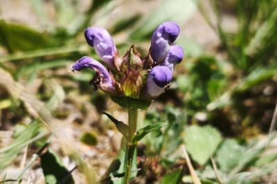 Prunella grandiflora