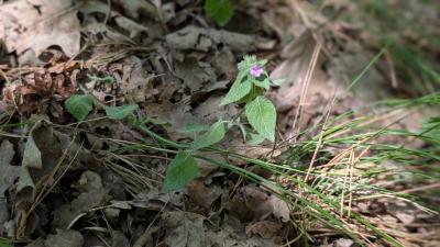 Clinopodium vulgare
