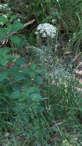 <i>Daucus carota</i>