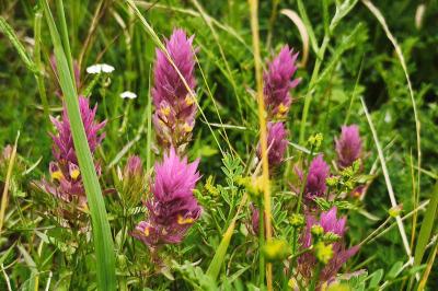 <i>Melampyrum arvense</i>