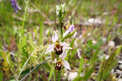 Ophrys apifera