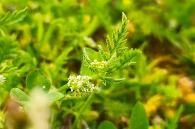 <i>Torilis nodosa</i>