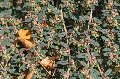 <i>Euphorbia maculata</i>