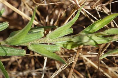 <i>Oenothera x fallax</i>