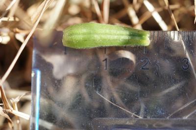 <i>Oenothera x fallax</i>