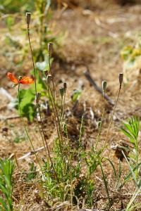 <i>Papaver dubium</i>